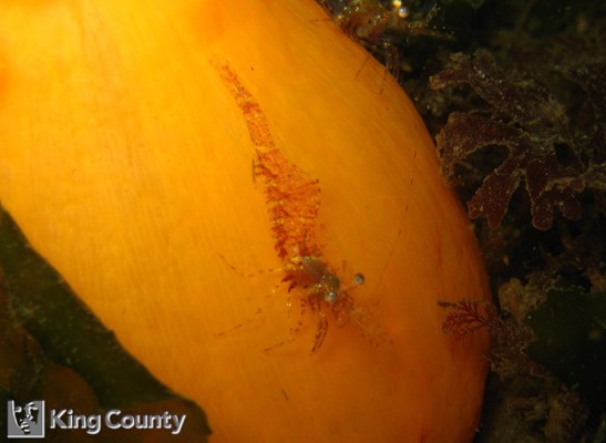 Photo of Eualus townsendi